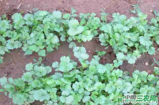 种植香菜（芫荽）如何浇水？